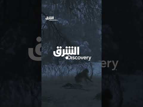 الشرق ديسكفري: حياة البرية وقصص الطبيعة في الموسم الثالث