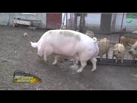 Video: Lisozima Ca O Alternativă La Creșterea Care Promovează Antibiotice în Producția De Porci