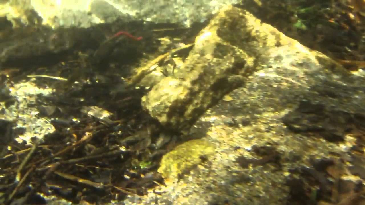 San Bernardino Mountain Trout Stream Creek Fishing SoCal YouTube