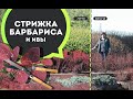 Мастер класс по обрезке барбариса и ивы