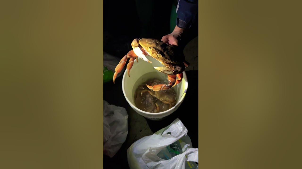 Bay Area Crabbing! California Dungeness crab season open 11/4/2023! 