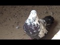 Николаевские голуби.Pigeon.А может он и прав.