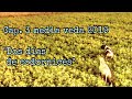 Cap. 3 Media Veda 2019. Dos días a codornices salvajes con pointer y setter