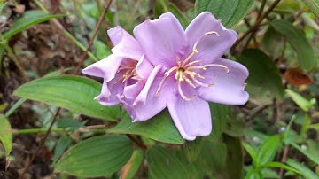 Cách phân biệt cây sim rừng với cây mua