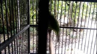 suara cucak-ijo big sumatra