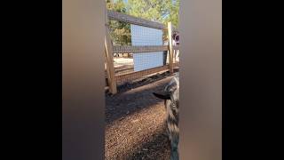 This guy is the GOAT! No, I mean literally, the goat! #goat #viral #shorts #short #wildlifehabitat