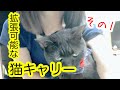 しゃべる黒猫姉妹は新しいキャリーバッグに入るのか？ その1