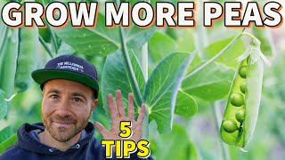 5 Garden Secrets That Will Help You Grow More Peas