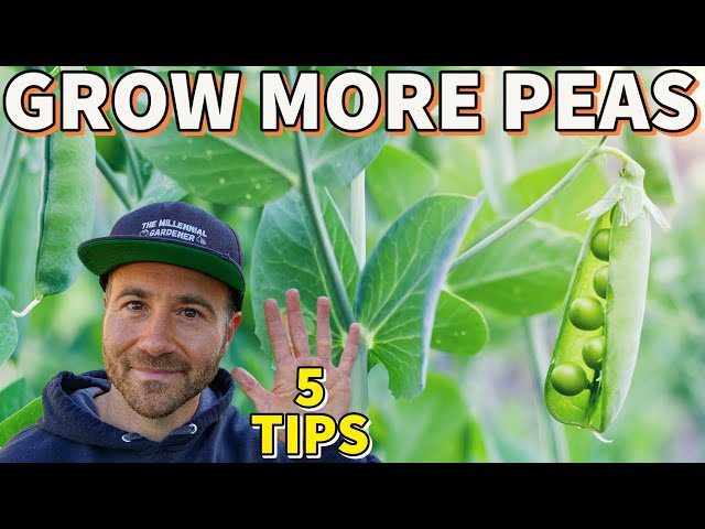 5 Garden Secrets That Will Help You GROW MORE PEAS! class=