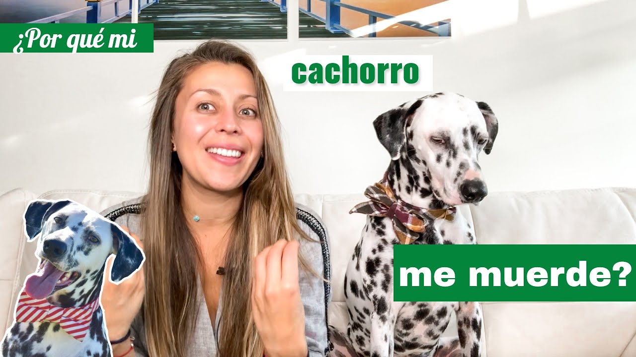 Que hacer con un perro que muerde