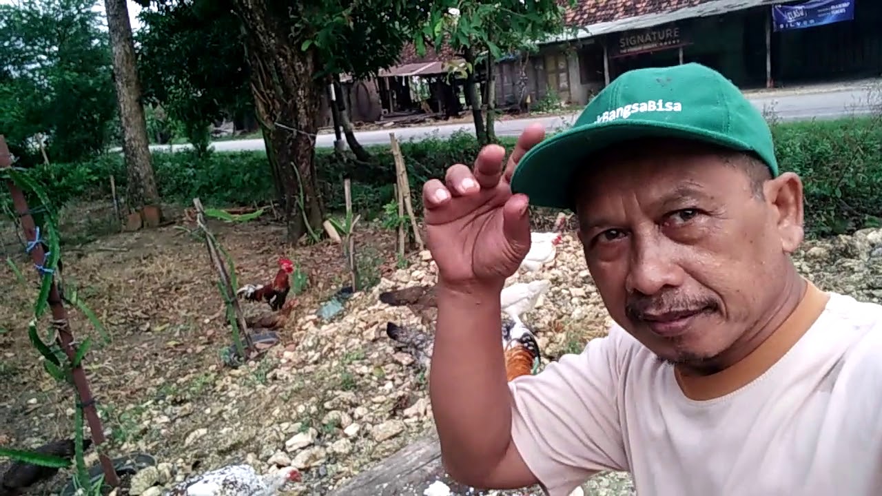 Ternak ayam kampung 