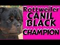 CÃES DE GUARDA - ROTTWEILER CANIL BLACK CHAMPION