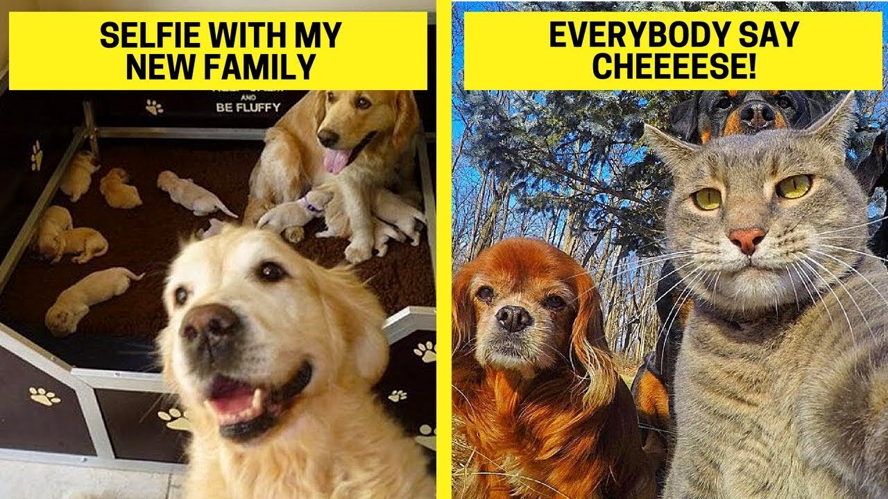 Funny Animal Selfes That Will Make You Smile