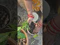 🌼 Gardening Lovers 🌱 Har Din Naya Planting Magic