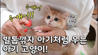 발톱깎기 싫다고 아기처럼 응애~! 하고 우는 아기 고양이