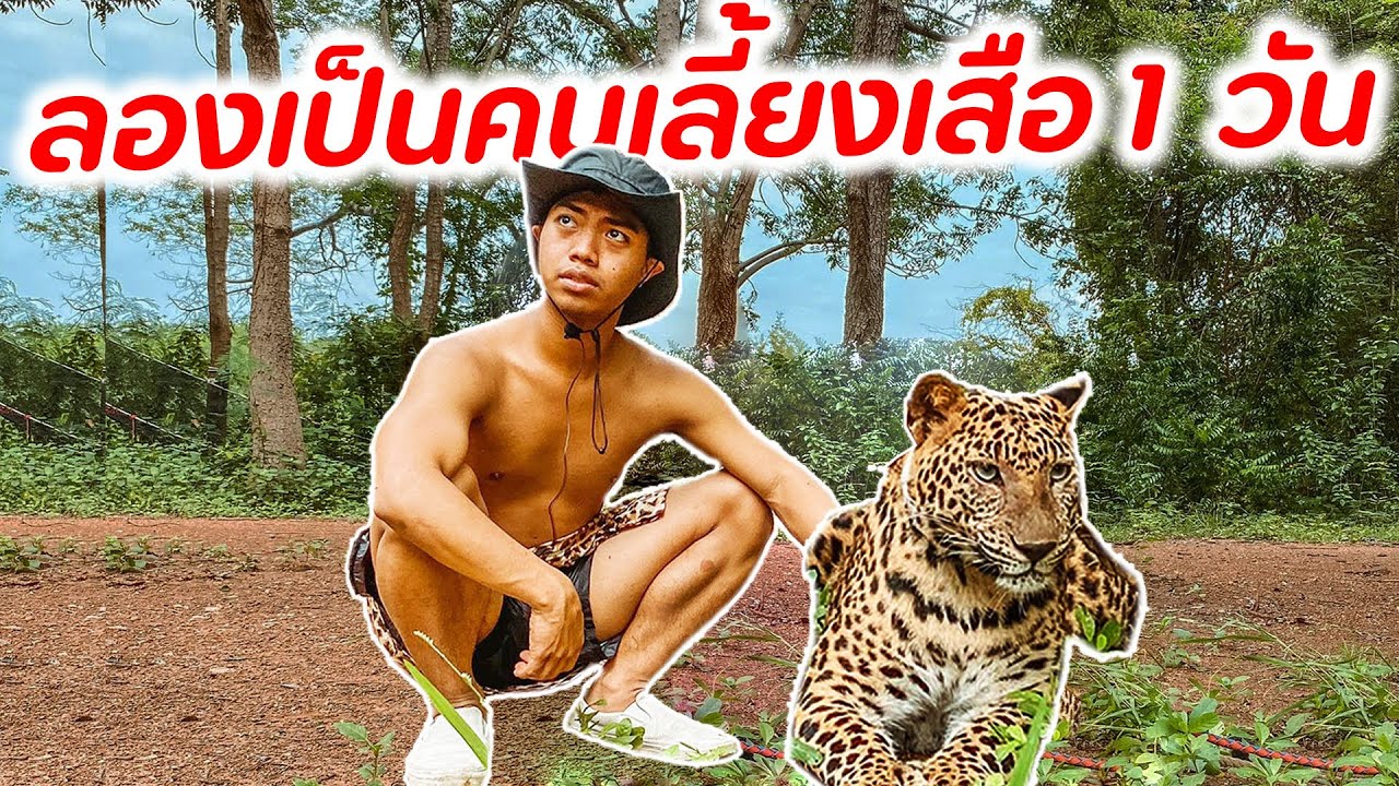 เป็นคนเลี้ยงเสือต้องทำอะไรบ้าง | DOM