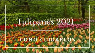 Como conservar mis TULIPANES, version 2021- @ale_coghlan