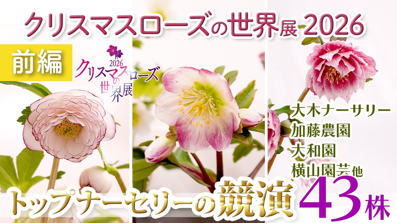 Inside Japan's Best Nurseries: 2026 Hellebore Breeding Trends