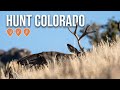 How To Hunt Colorado In &#39;23 | Elk, Deer, and Pronghorn Application Strategy