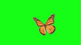 Green Screen Butterfly Footage Free Green Screen (1 Min)