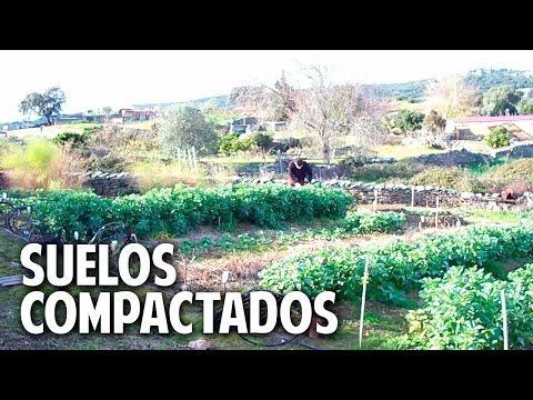 Video: Evitar la compactación del suelo: Cómo arreglar el suelo compactado en el jardín - Conocimientos de jardinería