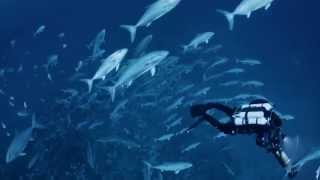 South Florida Baseline: Jeffs Reef FAU HBOI - United States screenshot 5