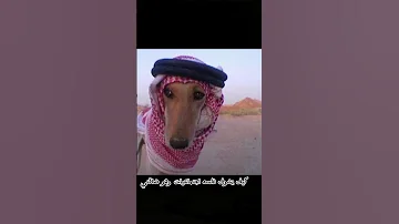 انا الشقاح ابو شقحه 
