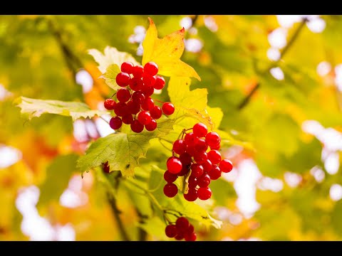 Video: Viburnum Med Honung: Hostrecept