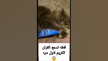 قطه تسمع القران الكريم لاول مره #foot #دويتو #sho #footballcomedy #اكسبلور #سحر #الرجل #معلومات #مج