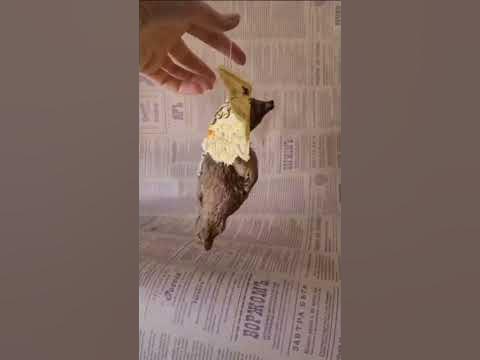 мишки ангелы Доброта, Правда и Светлые Помыслы - YouTube