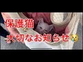 大切なお知らせ😿保護猫