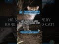 🧪 He's alive: the very rare flat-headed cat!
