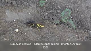 European Beewolf (Philanthus triangulum) - Brighton, August 2023 Just a couple of decades ago Philanthus triangulum was considered a very rare beastie in the UK. Since then it has becaome locally common in an increasing number of sites in the southern half of the UK.

This solitary Digger is one of our largest wasps, measuring up to 17mm in length, so when I came across a number of large slim wasps hovering low over a gentle sandy slope, stopping every now and then to do some frantic digging, I knew instantly what they were.

I knew also they were females, since the males make no contribution to the preparation and maintenance of nests.

Males are also distinguishable by a face marking in the shape of a Trident, absent on females, seen here in a video I posted in 2020: https://www.youtube.com/watch?v=MQb2CyL5F-o&t=31s

The role of males is to gather close by, protect a small individual territory, and waft phremones to attract females with whom to mate.

The rest is down to her.

In this video, you can see various females beginning construction of their individual burrows,
