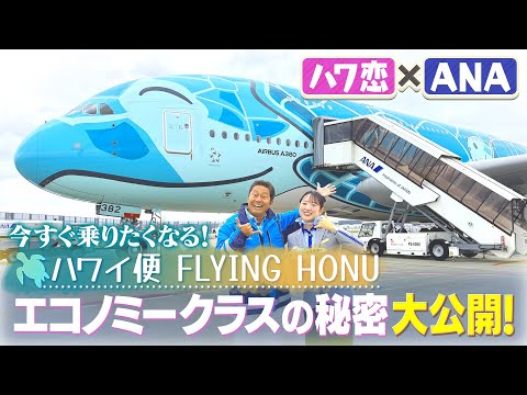 潜入】ANA CA青木さんとまことちゃんでハワイ便「FLYING HONU」の魅力
