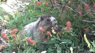 Cute Marmot Loves Flowers 4K