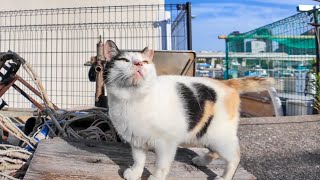 As I was walking through the fishing port, a calico cat with a heart mark came to me to be petted.