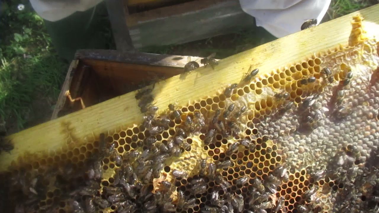 ضمّ خليتين ضعيفتين أو إضافة إطارات نحل إلى خليّة ضعيفة بإستعمال سكر ناعم أو فرينة