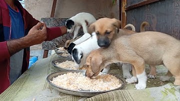 Orphaned Puppies Rescue: Caring for Abandoned Puppies Without a Mother 🐶💔