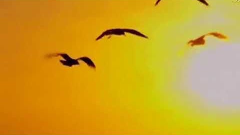 دحيم الحماد تلاوة من سورة عبس ١٤٣٥هـ