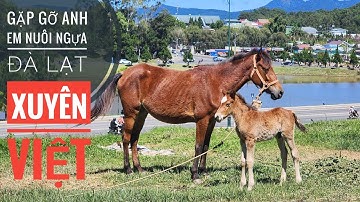 P2: Gặp mặt Anh Em nuôi Ngựa & Rời Đà Lạt trước khi 3 con Đèo Sạt Lở/ Ngựa Đua Việt Nam.