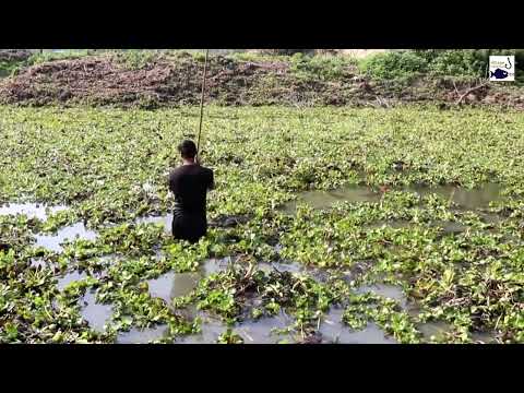 How To Excellent Teta Fishing From Water By Rural Fisherman🤕Best Fishing With Teta