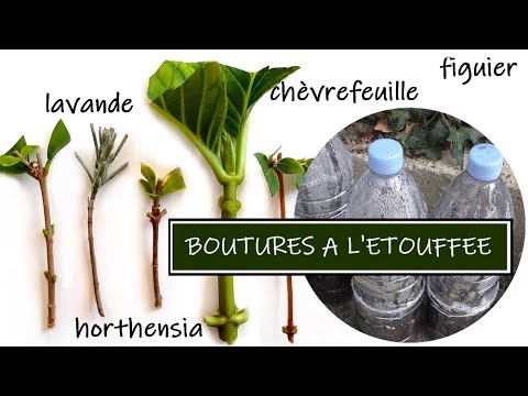 Vidéo: Reproduction De Groseilles Rouges Par Bouturage : Comment Multiplier En Automne Et Au Printemps ? Méthodes De Coupe Et Plantation. Comment Enraciner Les Boutures à La Maison?