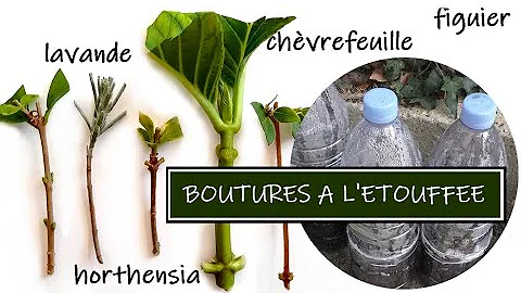 Quelles plantes bouturer à l'étouffée ?