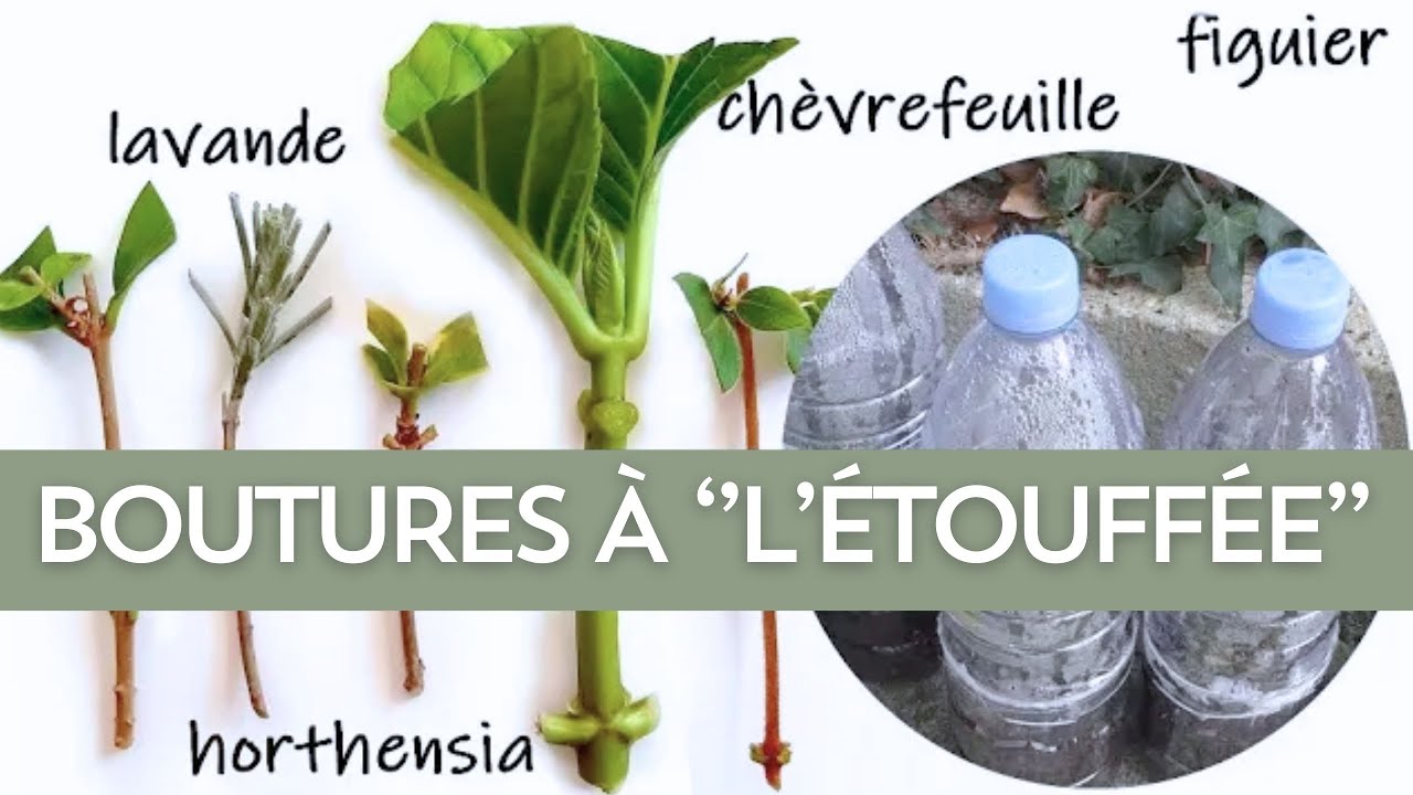 BOUTURER DES PLANTES - BOUTURAGE A L'ETOUFFEE