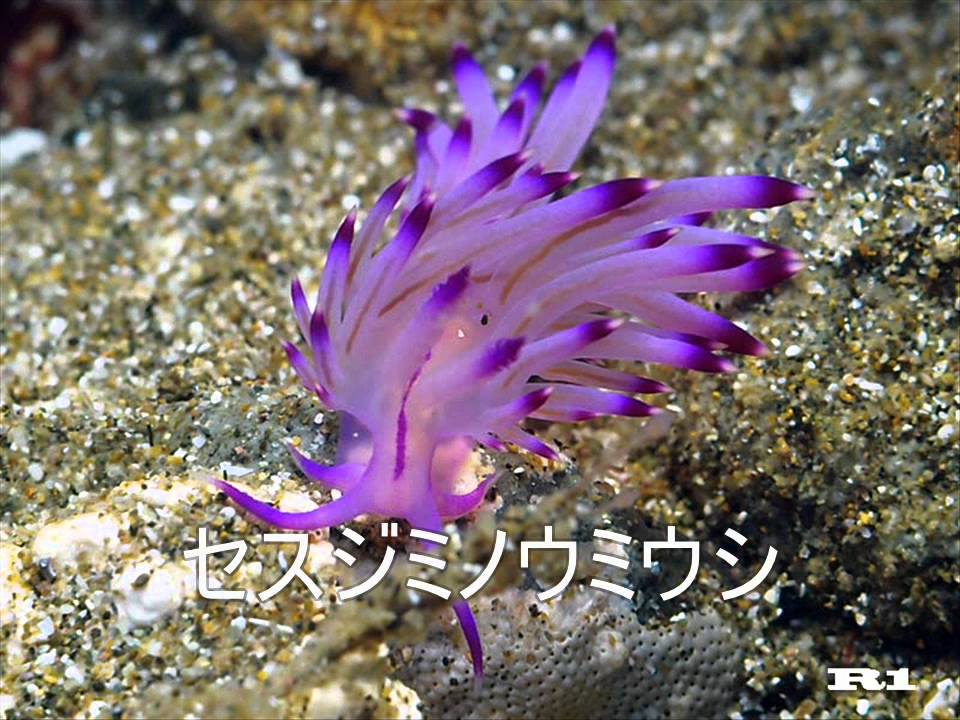 ウミウシ図鑑 海の中より 水中写真と立体写真 ウミウシ図鑑 海の中より 水中写真と立体写真