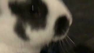 My rabbit pt3 by Bu1ntpancakes 331 views 1 year ago 11 seconds