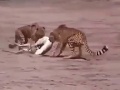معركة بين رجال عراة ونمور في صحراء أفريقيا للاستحواذ على غزال