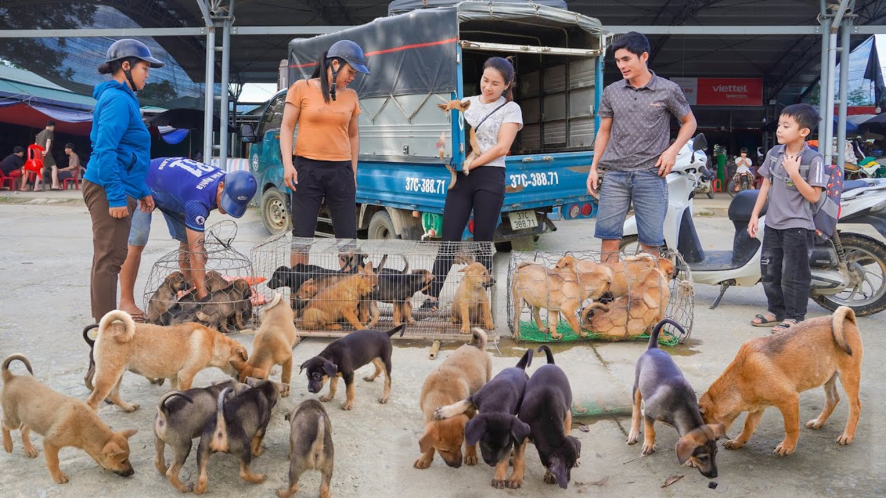 Buy Many Dogs From Villagers - Use Truck Transport Many Dogs Go To Countryside Market Sell