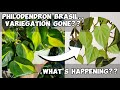 Philodendron brasil variegation completely disappeared how to fix reverted plants