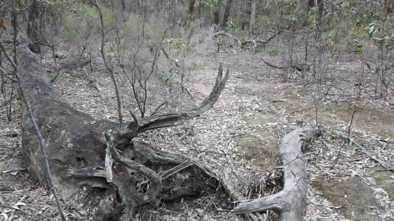 Using my 6" Mini Gold Rat Highbanker out at Rushworth Forest, getting cons out of dry creek's etc.